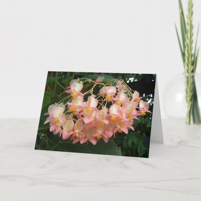 Tarjeta Trailing Begonia (Anverso)