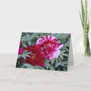 Tarjeta Tree Peony "Shimi Nishiki"