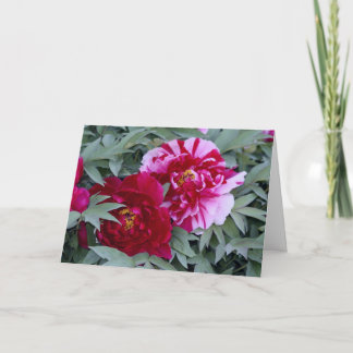 Tarjeta Tree Peony "Shimi Nishiki"