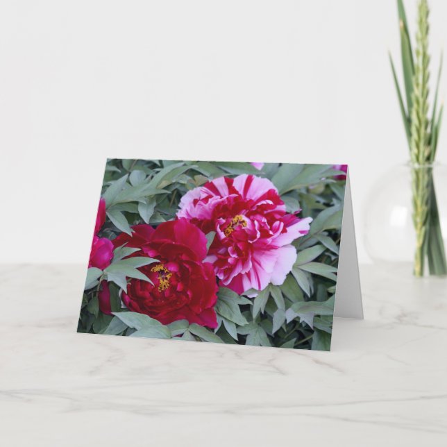 Tarjeta Tree Peony "Shimi Nishiki" (Anverso)