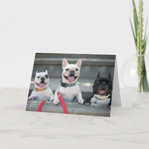 Tarjeta Tres Bulldoges franceses