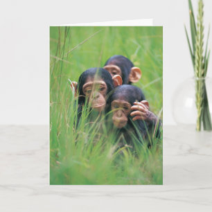 Tarjeta Tres chimpancés jovenes (trogloditas de la