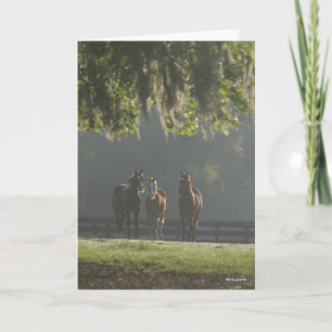 Tarjeta Tres cuartos de caballos de pie en la niebla