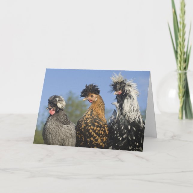 Tarjeta Tres divertidos polacos polacos polacos - Aves div (Anverso)