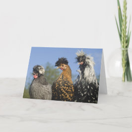 Tarjeta Tres divertidos polacos polacos polacos - Aves div
