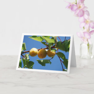 Tarjeta Tres Frutas de Albaricoque en el Árbol