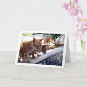 Tarjeta Tres ginger gatos