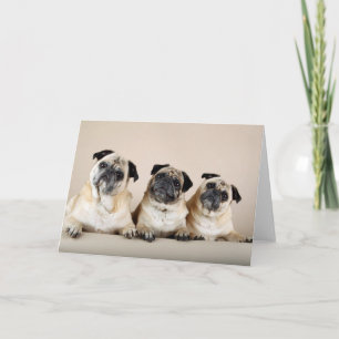 Tarjeta Tres Pugs En La Fila