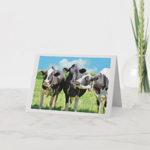 Tarjeta Tres vacas Holstein Grazing