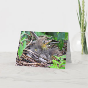 Tarjeta Tri Color Heron Chick