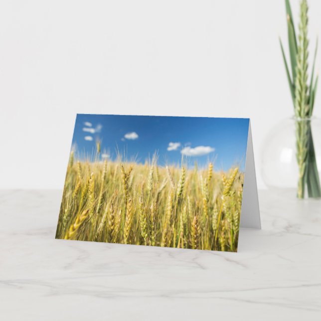 Tarjeta Trigo de Kansas (Anverso)