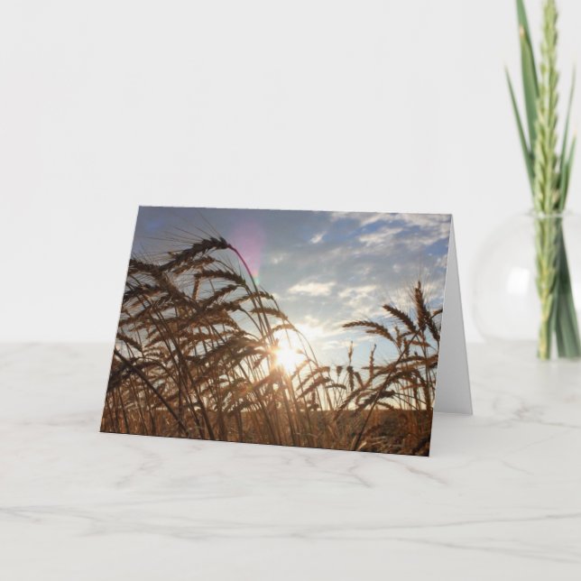 Tarjeta Trigo de Montana (Anverso)