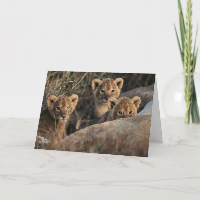 Tarjeta Trío de cachorros de león con madre (Anverso)