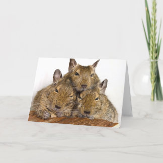 Tarjeta Trío de Degu que dormita