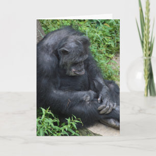 Tarjeta triste chimpancé Miss You