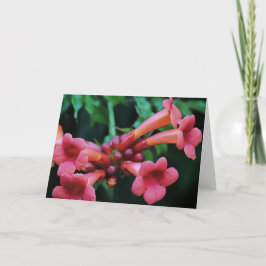 Tarjeta Trompeta rosada Castillo de Honeysuckle Arte Botán