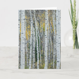 Tarjeta Troncos de árboles de álamo Aspen, Colorado