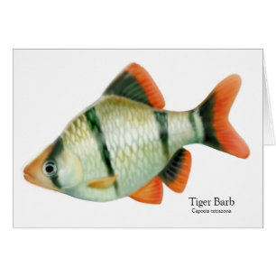 Tarjeta tropical de los pescados de Barb del tigre