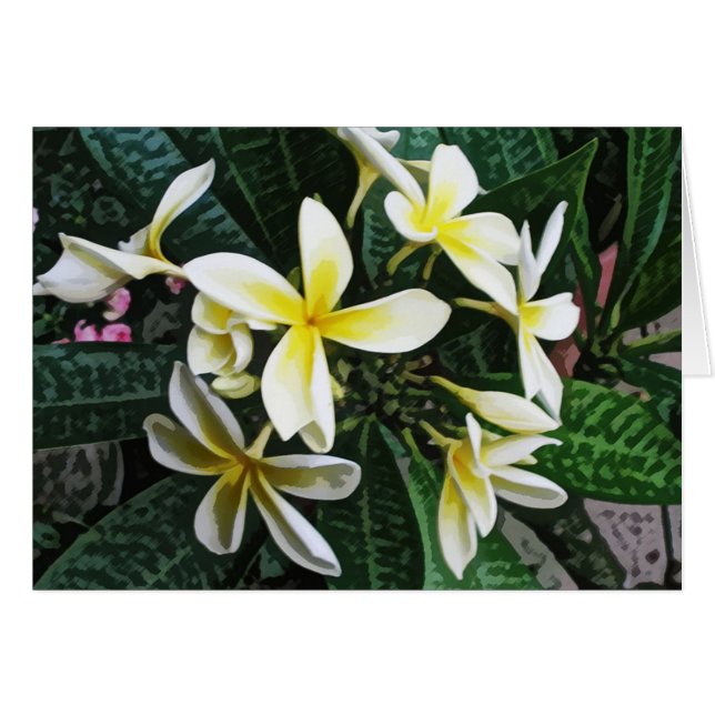 Tarjeta tropical del Plumeria (Anverso (Horizontal))