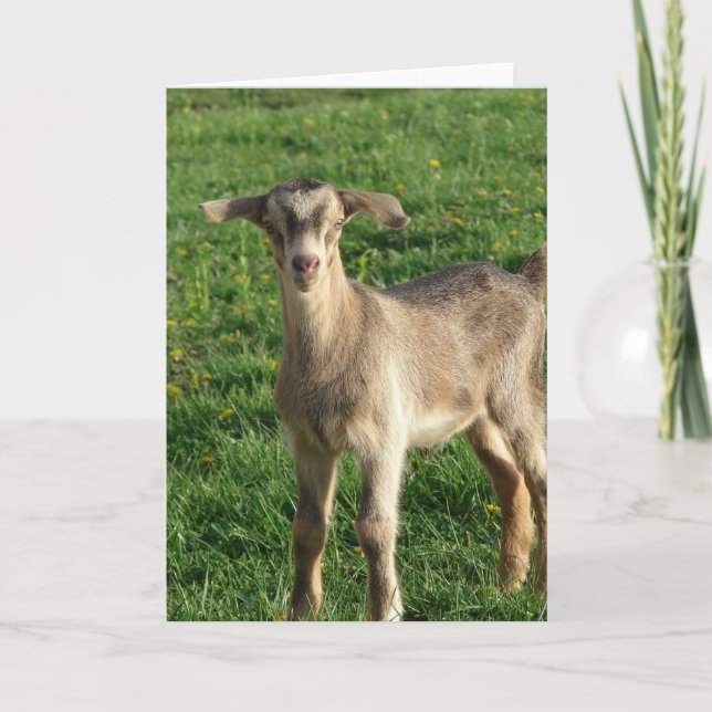 Tarjeta Truco a la semana de edad (Anverso)