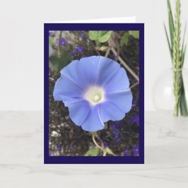 Tarjeta True Blue Morning Glory