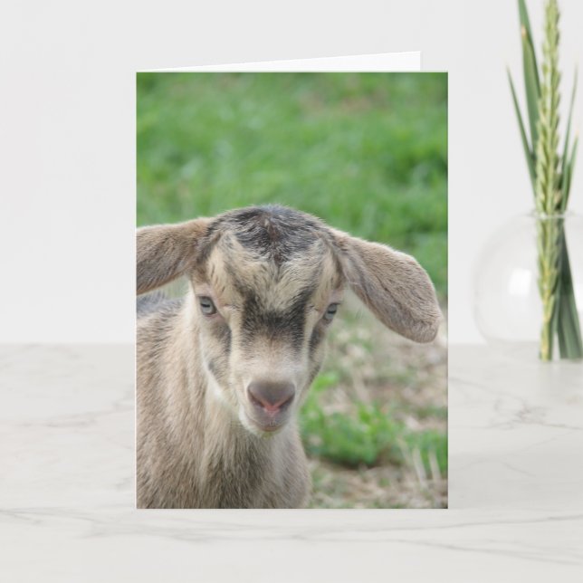 Tarjeta Trueno a un día de edad (Anverso)