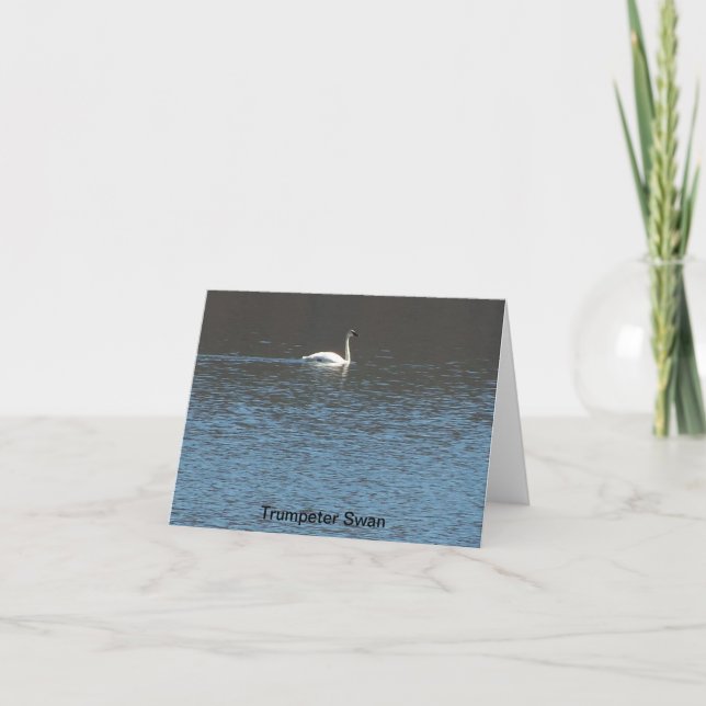 Tarjeta Trumpeter Swan (Anverso)