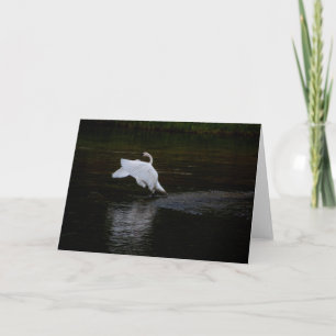 Tarjeta Trumpeter Swan