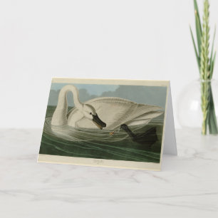 Tarjeta Trumpeter Swan - de los pájaros de Estados Unidos