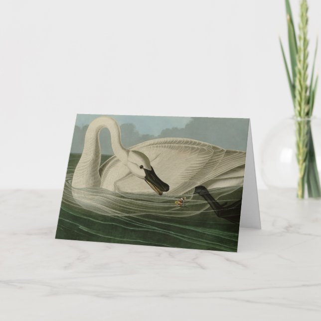 Tarjeta Trumpeter Swan - de los pájaros de Estados Unidos  (Anverso)