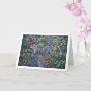 Tarjeta Tubería mediterránea, planta de Rhamnus Alaternus