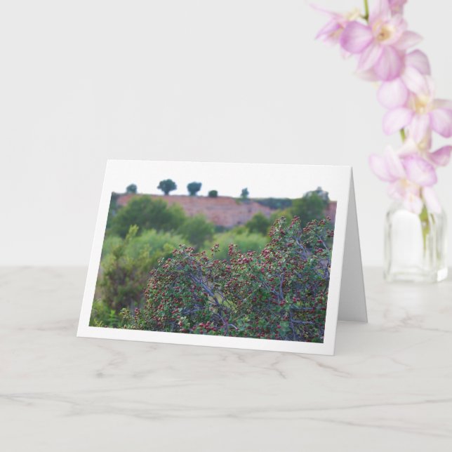 Tarjeta Tuerca mediterránea, planta de Rhamnus Alaternus (Orquídea)