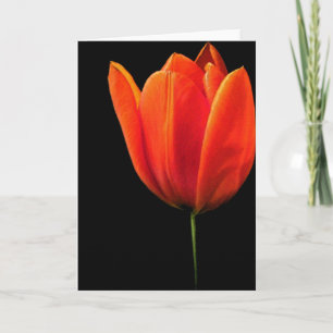 Tarjeta Tulip