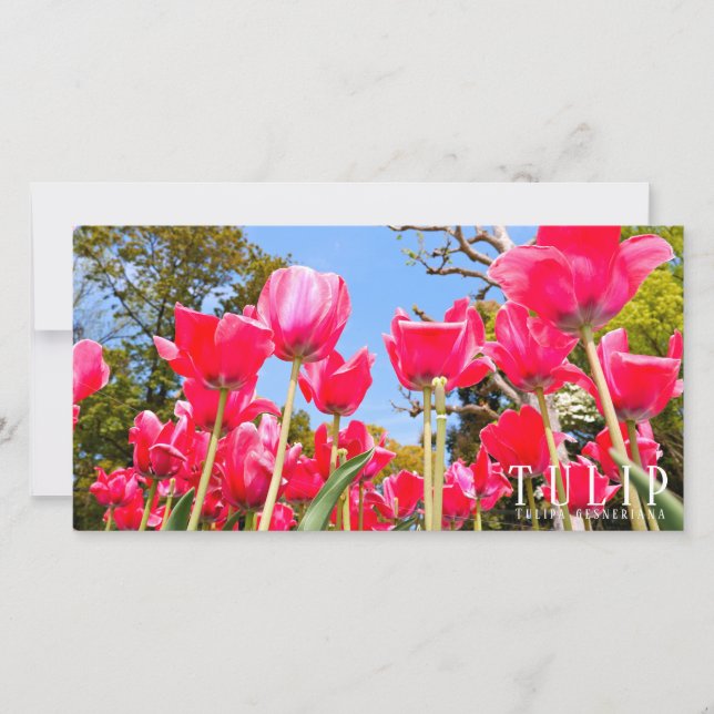 Tarjeta Tulip (Anverso)