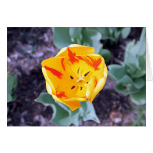 Tarjeta Tulip