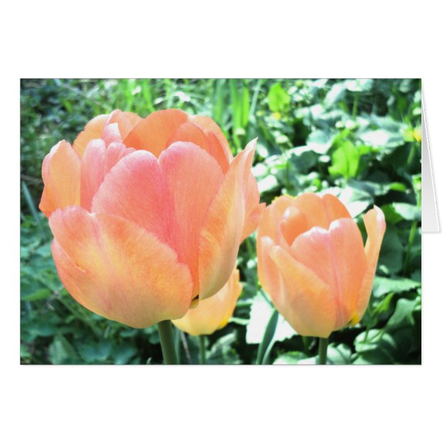 Tarjeta Tulip (Anverso (Horizontal))