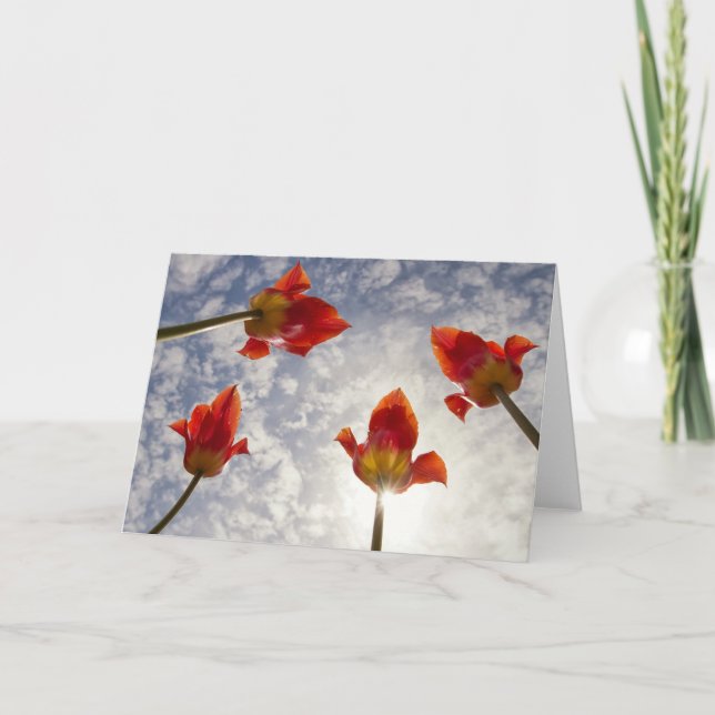 Tarjeta Tulip02 (Anverso)