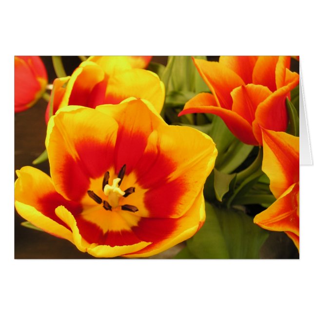 Tarjeta Tulip de la gloria de primavera (Anverso (Horizontal))
