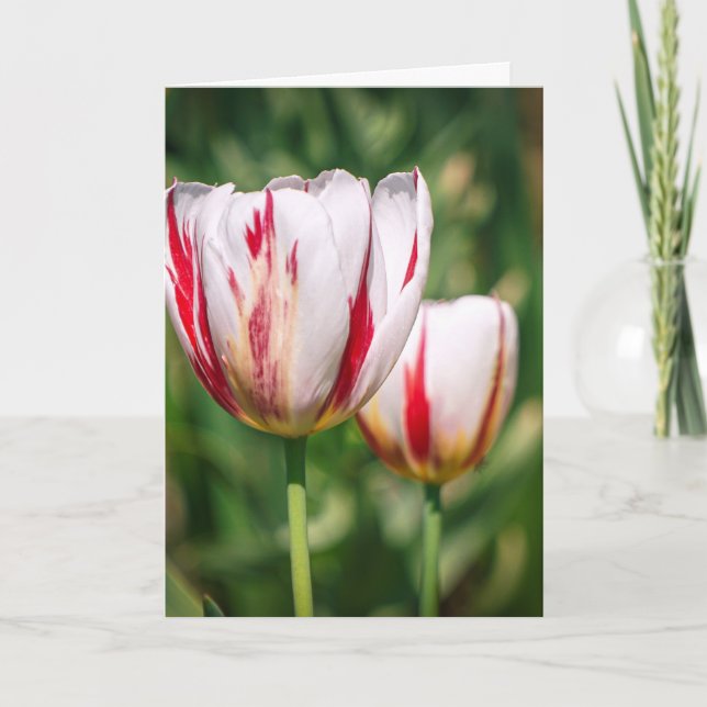 Tarjeta Tulip Delight (Anverso)