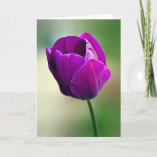 Tarjeta Tulip púrpura