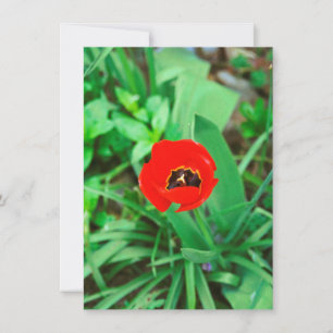 Tarjeta Tulip rojo