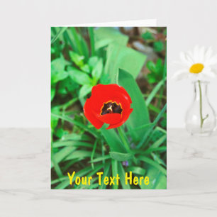 Tarjeta Tulip rojo personalizable