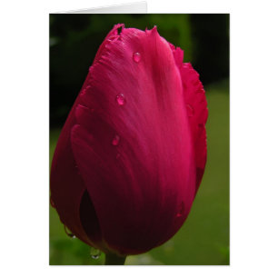 Tarjeta Tulip Spring Shower