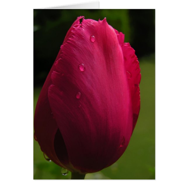 Tarjeta Tulip Spring Shower (Frente)