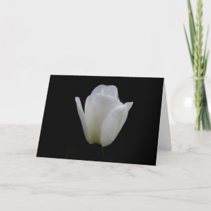 Tarjeta Tulipán Blanco