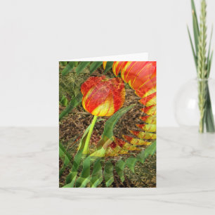 Tarjeta Tulipán cebado......