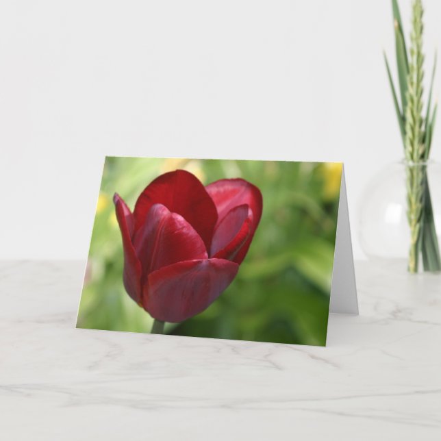 Tarjeta Tulipán de color rojo oscuro (Anverso)