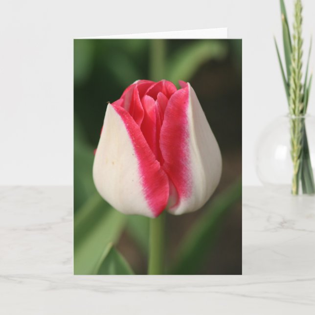 Tarjeta Tulipán de dos tonos rosa y blanco (Anverso)