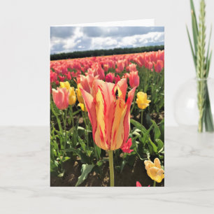 Tarjeta Tulipán de primavera de bonito, Oregón