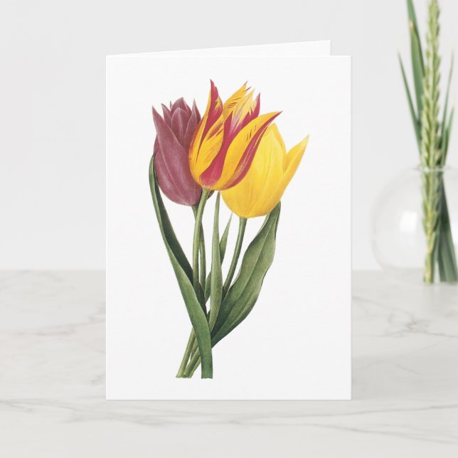 Tarjeta tulipán (gesneriana de Tulipa) por Redouté (Anverso)